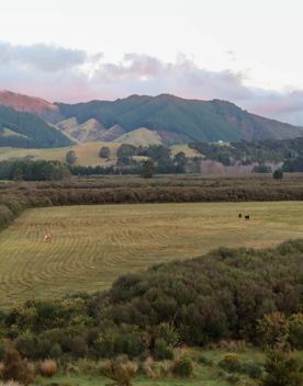 Corrugated iron sheds sit among the grassland of Wallaceville Farmland.