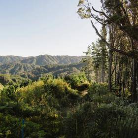A view from the Pukeatua Track, with forest and green rolling hills in the background.