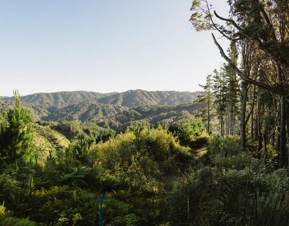 A view from the Pukeatua Track, with forest and green rolling hills in the background.