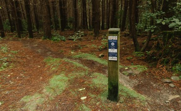 A section of the Time Tables trail in Tunnel Gully, winding through pine trees.