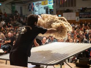 A wool handler throws a shorn sheep pelt onto a rack ready for processing as part of the Golden Shears competition. A crowded auditorium of people are in the background.