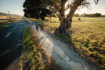 Two cyclists ride along a gravel path between a country road and a grassy field passing thick trunk trees along the way.