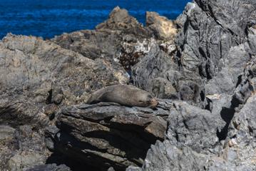 A New Zealand fur seal sitting on a rocks surrounded by blue ocean.