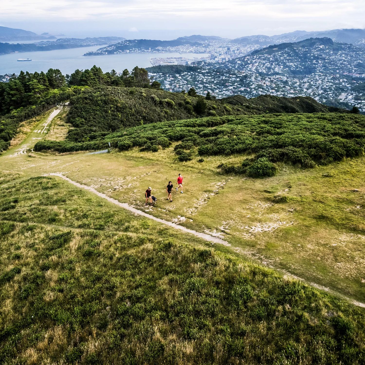 View from above of three people and a dog walking on the Skyline Walkway at Mount Kaukau with Wellington city and harbour in the background.