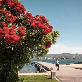 A Pōhutukawa tree with red flowers and green leaves planted near a wharf, where a person is walking a dog by the waterfront, the city of Wellington sits behind.