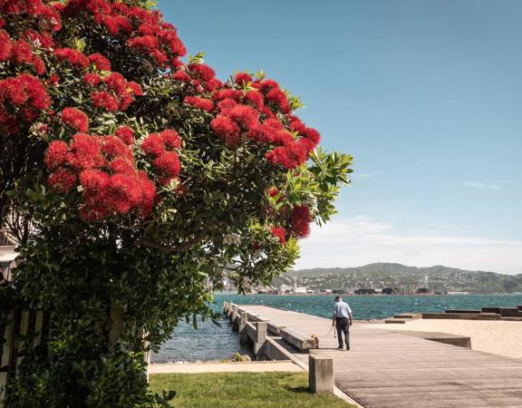 A Pōhutukawa tree with red flowers and green leaves planted near a wharf, where a person is walking a dog by the waterfront, the city of Wellington sits behind.