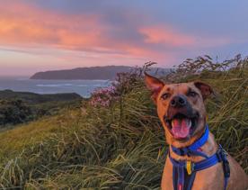 A happy brown dog with asymmetrical ears sitting in tall grass at sunset.