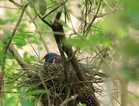 A kereru (native New Zealand pigeon) with green and broze feathers sitting in nest made of twigs.