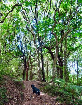 A black and brown dog walking in the forest.