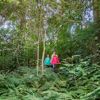 Three people dressed in pink, green and blue walking in a dense forest of tall trees and native ferns.