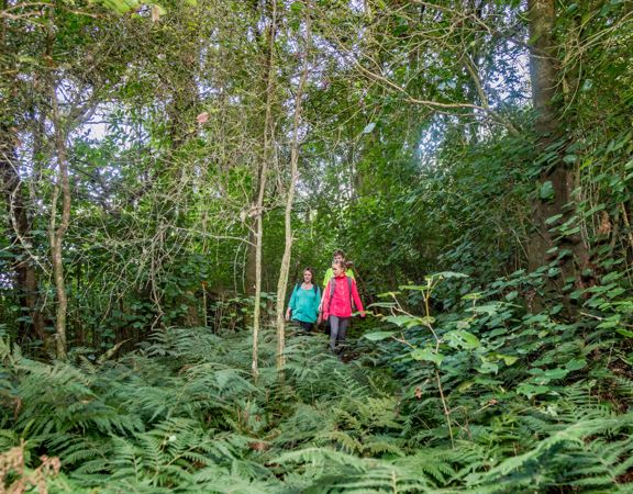 Three people dressed in pink, green and blue walking in a dense forest of tall trees and native ferns.