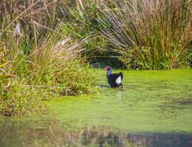 Close up shot of a Pūkeko in a green swamp.