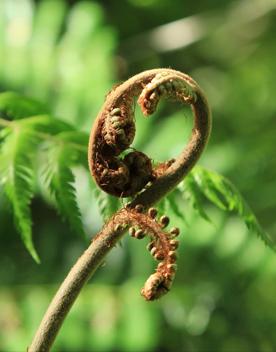 A fern unfurling a new frond.