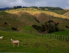 The screen location of Waitohu Valley Ōtaki, features native and exotic forests, pastoral lands, and wetlands.