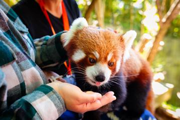 A red panda eating out of a person's hand during a Close Encounter at Wellington Zoo.