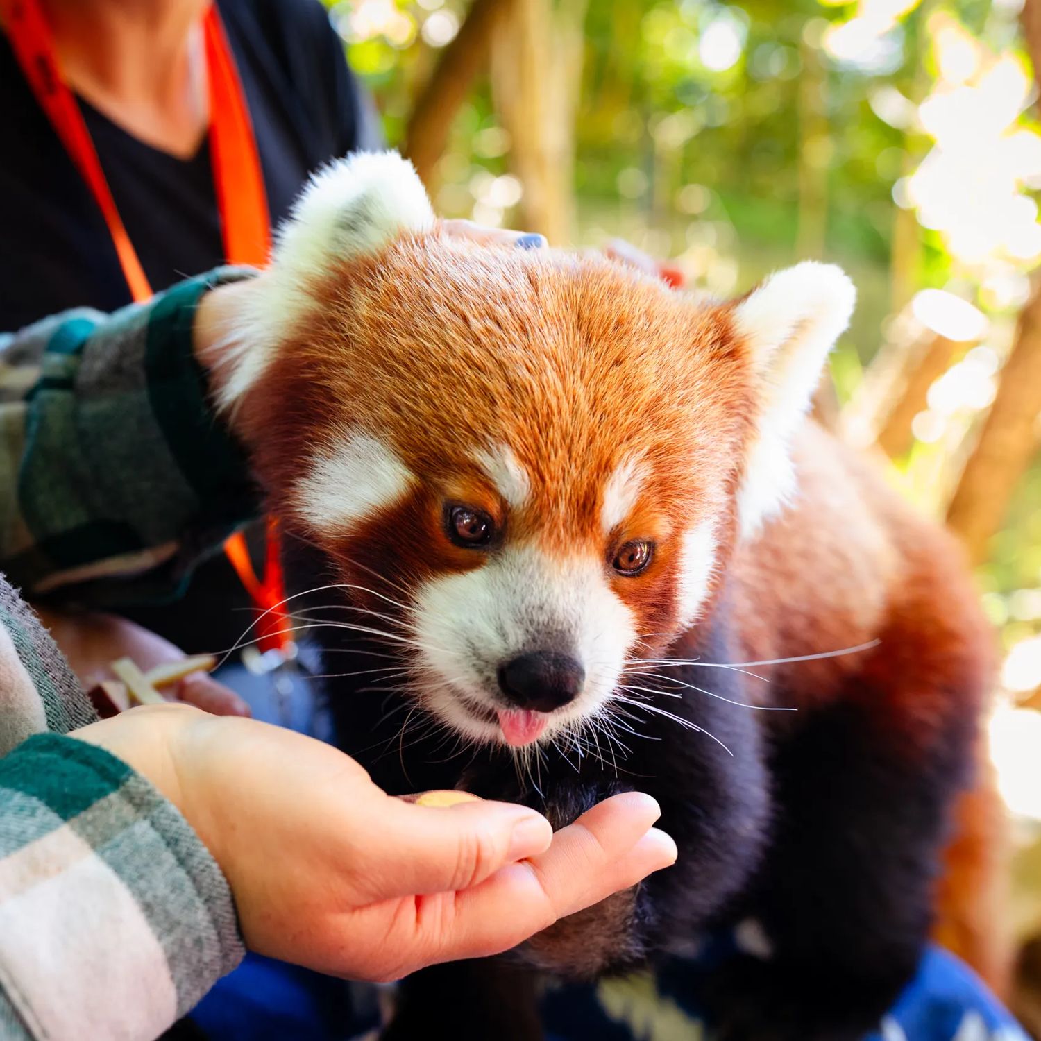 A red panda eating out of a person's hand during a Close Encounter at Wellington Zoo.