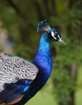 Close up of a blue peacock in front of trees at Staglands.