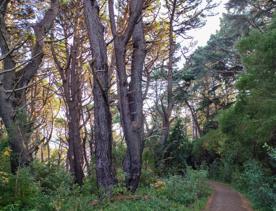 The screen location of Mount Victoria Town Belt, with lush green native bush and panoramic views across Wellington.