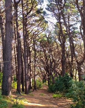 The screen location of Mount Victoria Town Belt, with lush green native bush and panoramic views across Wellington.