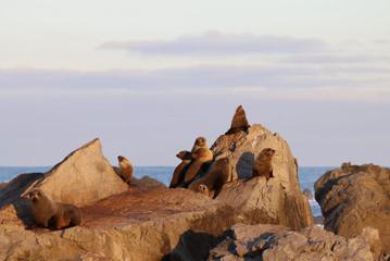 7 seals bask in the sunset on a rock at Turikirae Head.