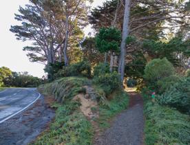 The screen location of Mount Victoria Town Belt, with lush green native bush and panoramic views across Wellington.