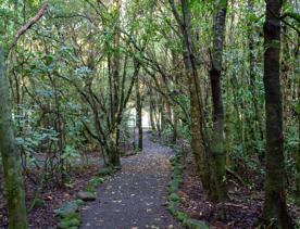 A well-equipped and popular outdoor space for families in Upper Hutt. On the edge of Te Awa Kairangi, Hutt River, Harcourt Park in Upper Hutt is a 40-minute drive north of Wellington.