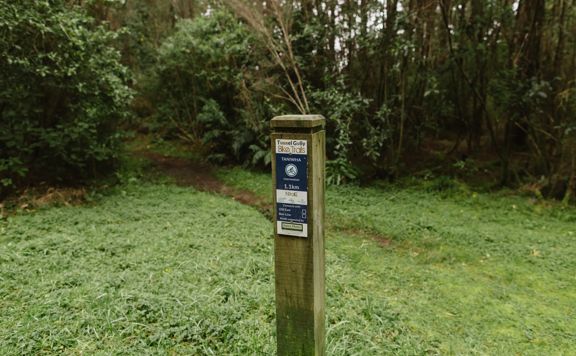 The Taniwha Trail in Tunnel Gully. It shows the clay trail through pine trees.