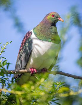 A kererū or wood pigeon sits on a branch on Kapiti Island.