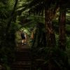 A hiker climbs a set of stairs surrounded by a dark lush forest.