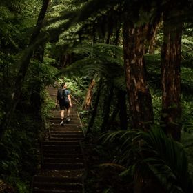 A hiker climbs a set of stairs surrounded by a dark lush forest.