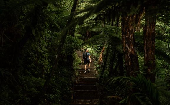 A hiker climbs a set of stairs surrounded by a dark lush forest.