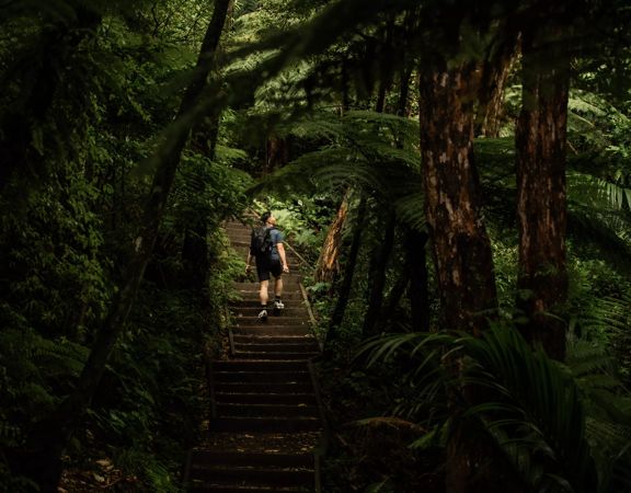 A hiker climbs a set of stairs surrounded by a dark lush forest.