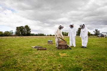 3 people in beekeeping suits inspect a wooden hive in a paddock.