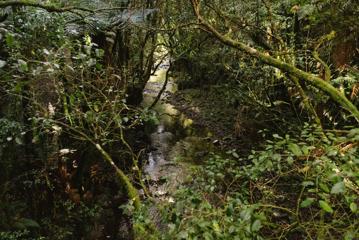 A small rocky rive in a forest.