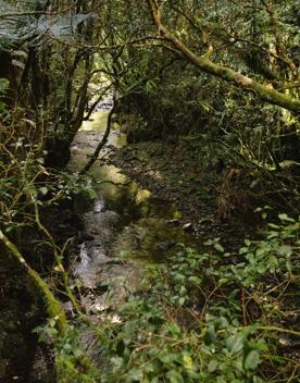 A small rocky rive in a forest.