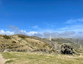 At the top of Mākara Walkway looking south, there are green hills with trees and windmills dotted all over.