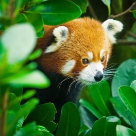 A red panda at the Wellington Zoo is surrounded by green leaves. 