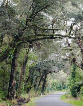 The rural Western Lake road, which connects the Remutaka Range to Lake Wairarapa, features lush green fields and mountains.