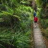 3 people walking along a boardwalk looking at the native trees on the Kowhai Street Track to Butterfly Creek.