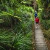 3 people walking along a boardwalk looking at the native trees on the Kowhai Street Track to Butterfly Creek.
