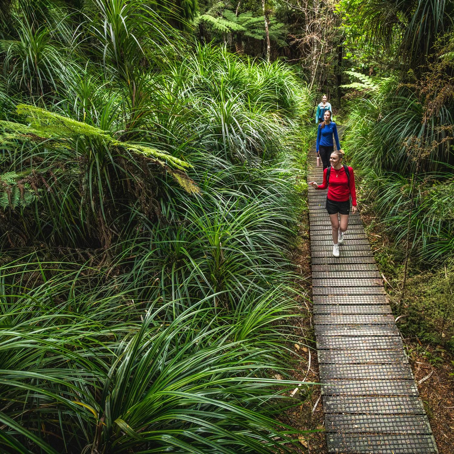 3 people walking along a boardwalk looking at the native trees on the Kowhai Street Track to Butterfly Creek.