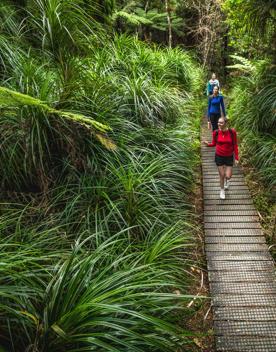 3 people walking along a boardwalk looking at the native trees on the Kowhai Street Track to Butterfly Creek.