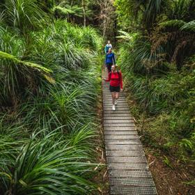 3 people walking along a boardwalk looking at the native trees on the Kowhai Street Track to Butterfly Creek.