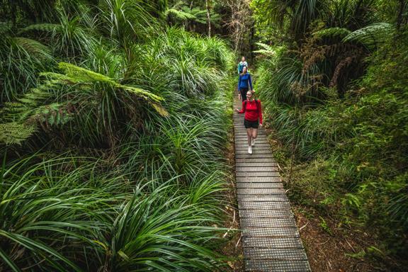 3 people walking along a boardwalk looking at the native trees on the Kowhai Street Track to Butterfly Creek.