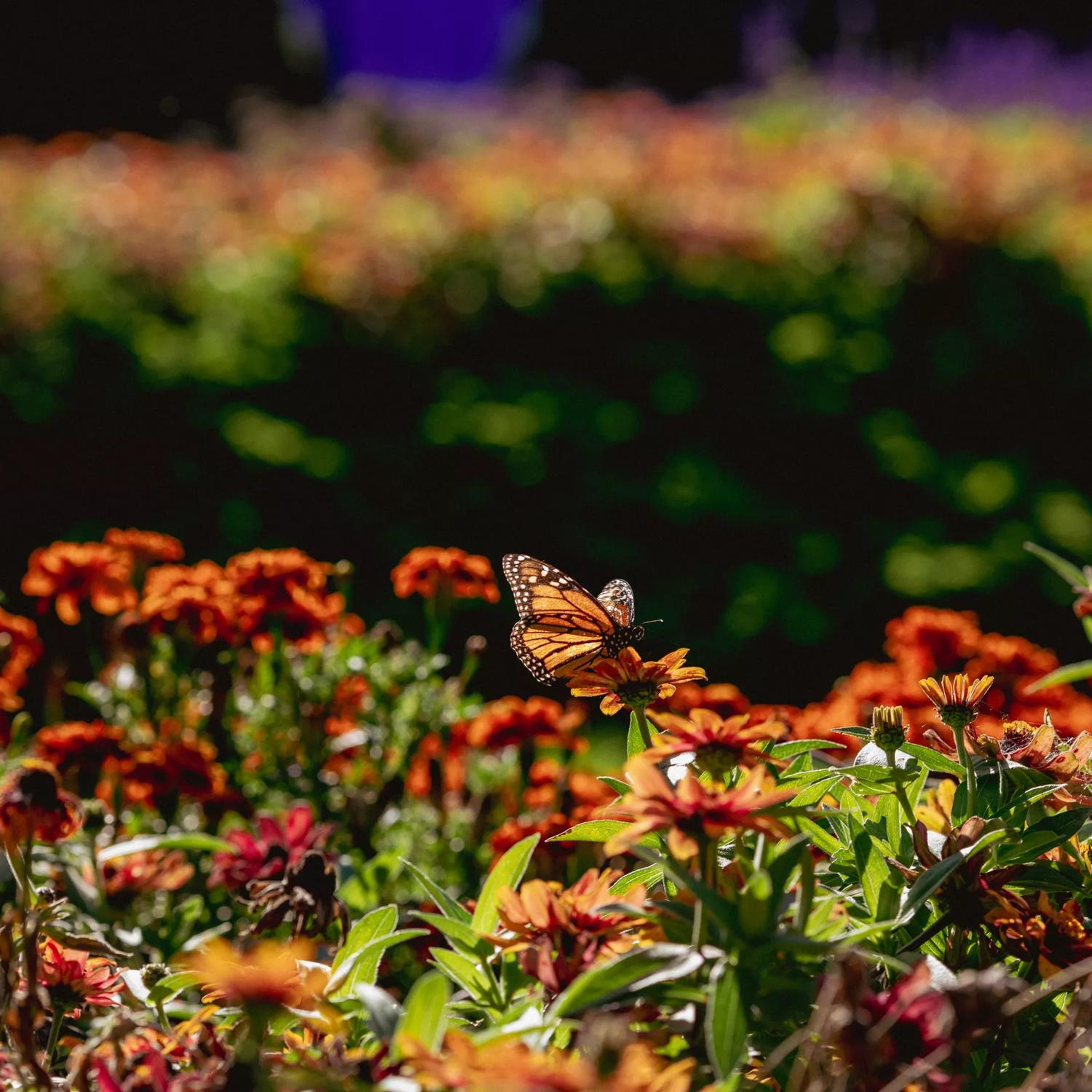 Close-up of a flower bed at Botanic Gardens as a monarch butterfly lands on a flower.