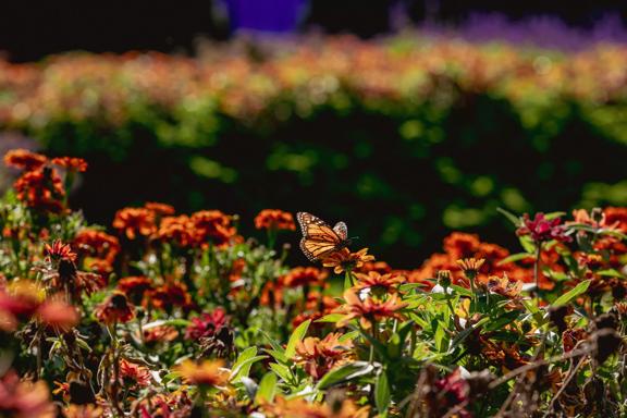 Close-up of a flower bed at Botanic Gardens as a monarch butterfly lands on a flower.