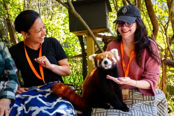 Two people sit on a bench during a close encounter at Te Nukuao Wellington Zoo. A red panda sits on ones lap, and eats from their hand, sticking their tongue out at the camera.