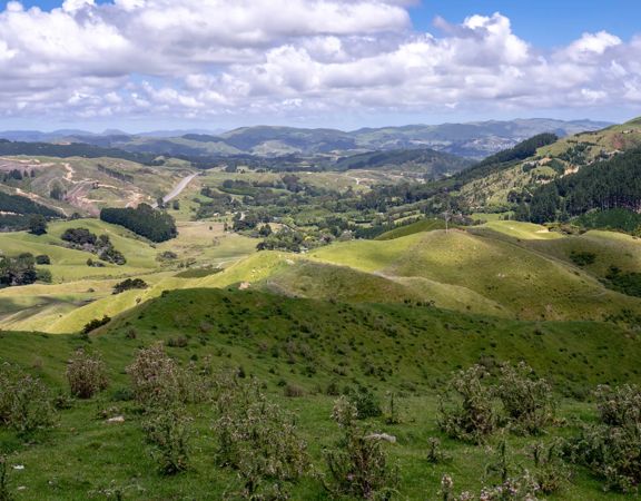 Rolling grassy hills with groups of trees scattered throughout under a blue sky with big white fluffy clouds.