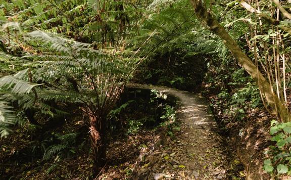 Bush section of trail on the Lookout Loop Walk with a boardwalk running through.
