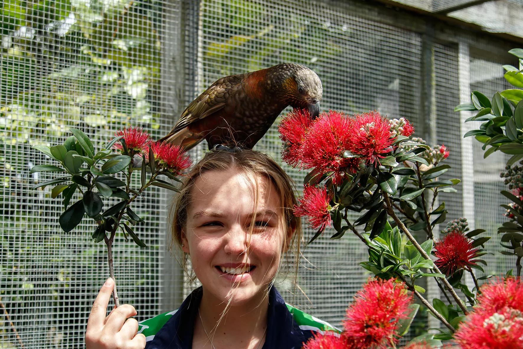 A person standing amongst pōhutukawa leaves, with a Kāka perched on their head.